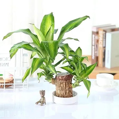 Brazilian Lucky Wood Plant