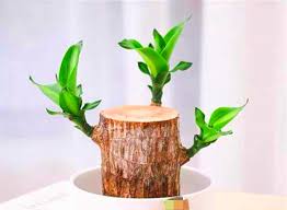 Brazilian Lucky Wood Plant