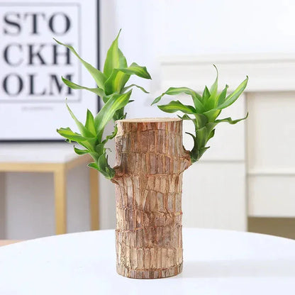 Brazilian Lucky Wood Plant